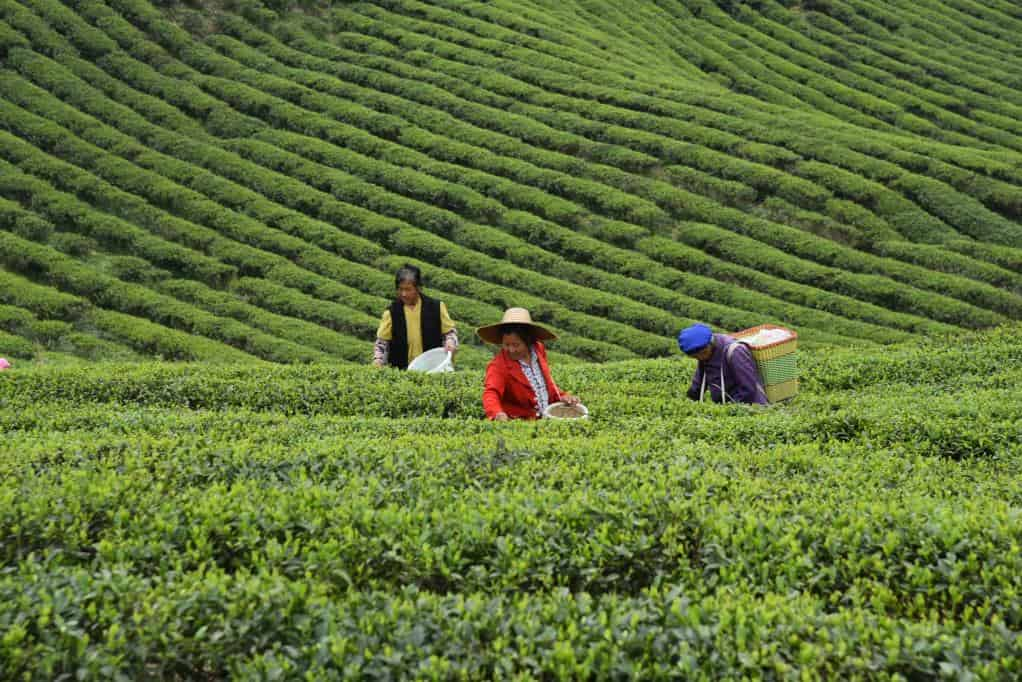 科技助茶，“貢茶之鄉”一葉成“鏈”的致富