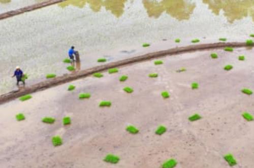 暮春時節，各地農民田間地頭到處可見忙碌景象。